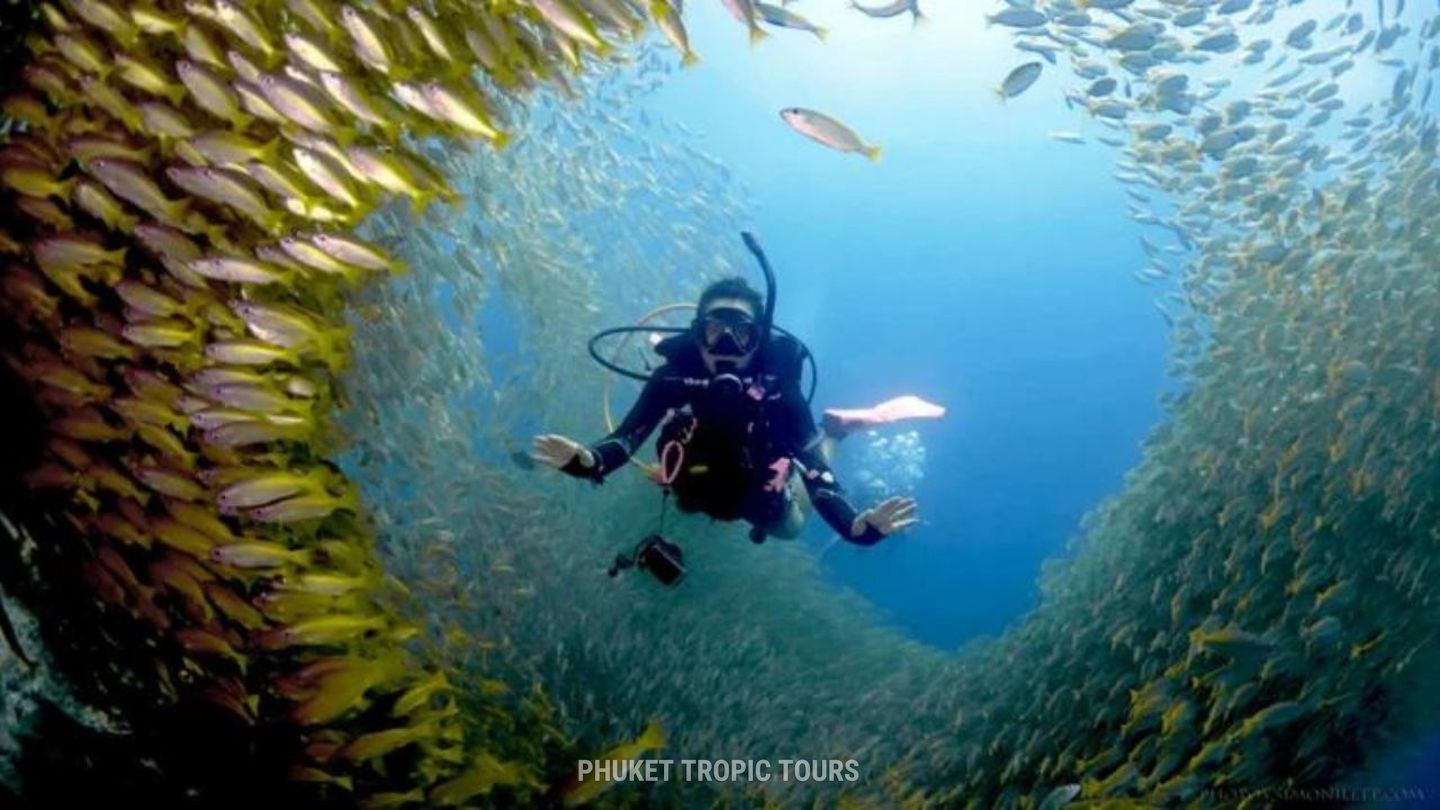 diving at phi phi